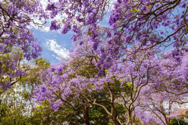SYDNEY, AUSTRALYA - 8 Kasım 2025: Kirribilli, Sydney, Yeni Güney Galler, Avustralya 'da McDougall Caddesi boyunca Jacaranda ağacı manzarası