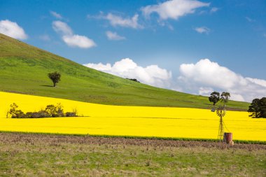Avustralya 'da Canola Tarlaları