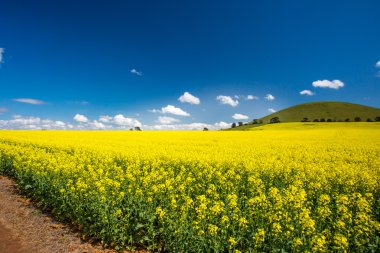Avustralya 'da Canola Tarlaları