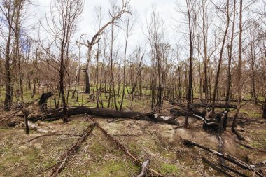 Grampians, Victoria, Avustralya 'da 2025 yazında Zummsteins yakınlarındaki Zafer Dağı' nda görülen flora ve faunaya hasar