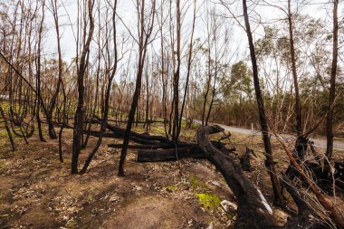Grampians, Victoria, Avustralya 'da 2025 yazında Zummsteins yakınlarındaki Zafer Dağı' nda görülen flora ve faunaya hasar
