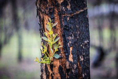 Grampians, Victoria, Avustralya 'da 2025 yazında Zummsteins yakınlarındaki Zafer Dağı' nda görülen flora ve faunaya hasar