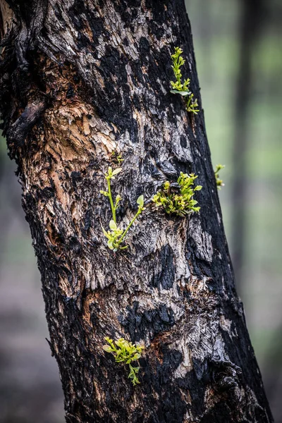 Grampians, Victoria, Avustralya 'da 2025 yazında Zummsteins yakınlarındaki Zafer Dağı' nda görülen flora ve faunaya hasar