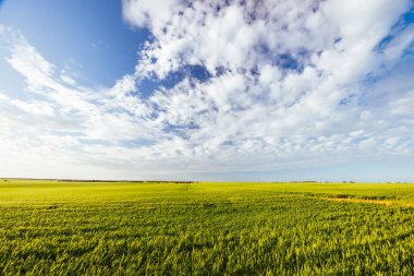 Bahar günbatımında bir buğday tarlası Wimmera Mallee bölgesini kazandı. Woomelang, Victoria, Avustralya