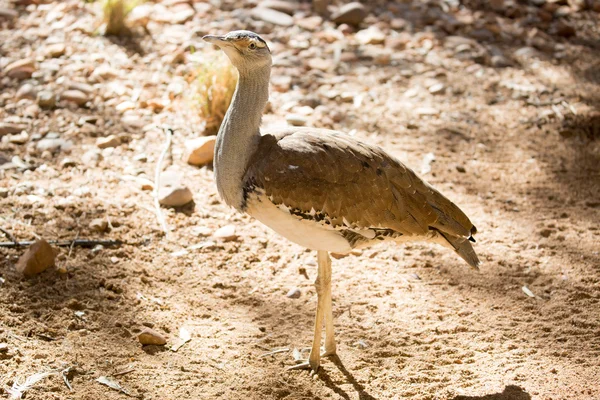 Australian Bustard — Stock Photo, Image