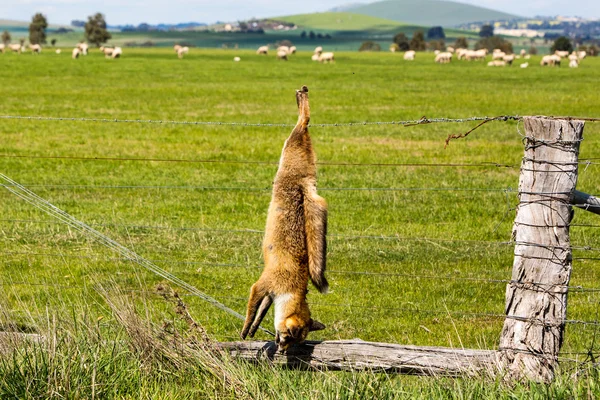 Toter Fuchs — Stockfoto