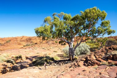 Kings Canyon Flora