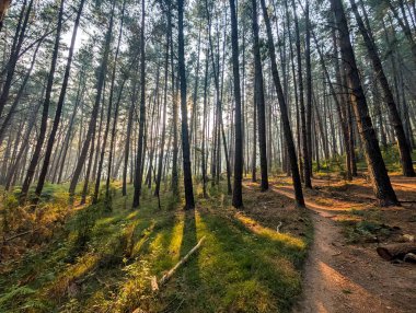 Bright, AUSTRALYA - 8 Ocak 2026: Çok sıcak bir yaz gününde Bright, Victoria, Avustralya 'da popüler Mistik Bisiklet Parkı