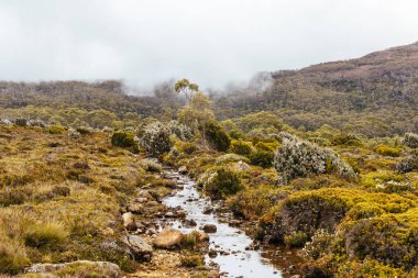 Soğuk bir yaz öğleden sonrasında Tazmanya, Avustralya 'da çarpıcı Moorland Mozaik Yürüyüşü