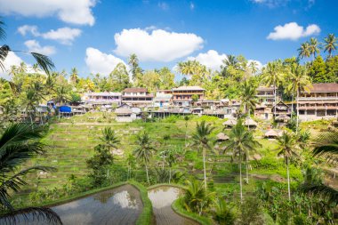 Endonezya 'da Pirinç Tarlaları Ubud' a yakın