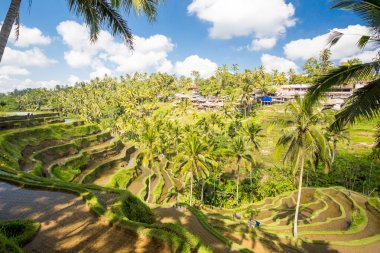 Endonezya 'da Pirinç Tarlaları Ubud' a yakın