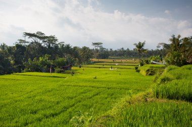 Endonezya 'da Pirinç Tarlaları Ubud' a yakın