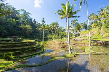 Endonezya 'da Pirinç Tarlaları Ubud' a yakın