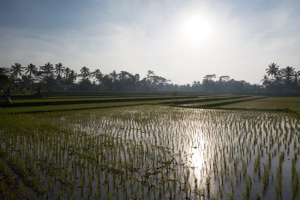 Rizs mezők közelében Ubud Indonéziában — Stock Fotó