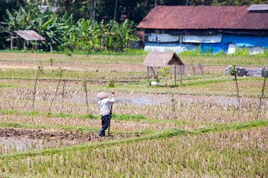 Endonezya 'da Ubud yakınlarında pirinç yetiştiricisi