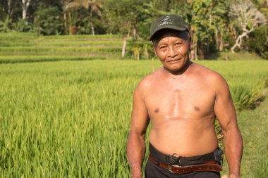 Endonezya 'da Ubud yakınlarında pirinç yetiştiricisi