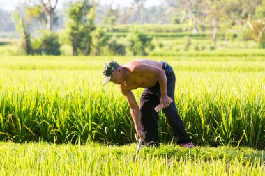 Endonezya 'da Ubud yakınlarında pirinç yetiştiricisi
