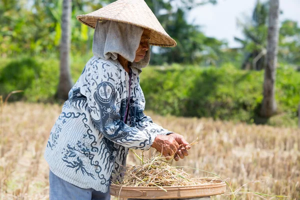 Agricultor de arroz perto de Ubud na Indonésia — Fotografia de Stock