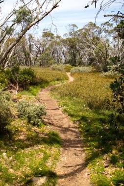 Mt Buller, One Tree Hill