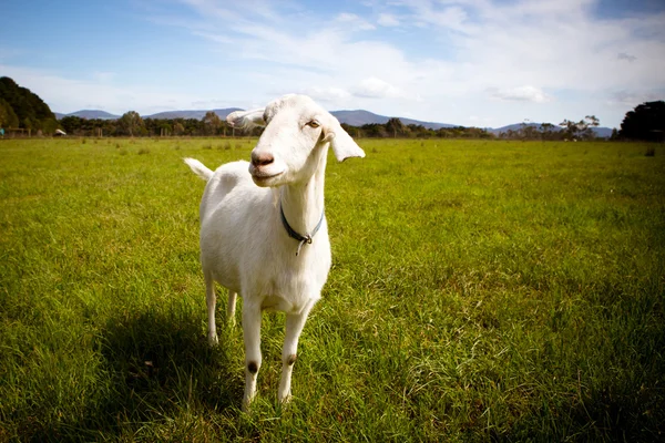 Chèvre solo dans un champ — Photo