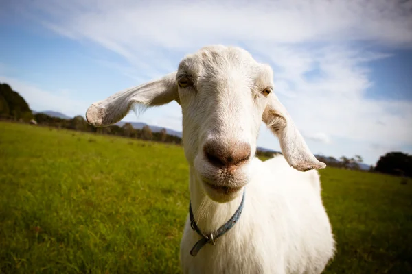 Solo Goat in A Field — Stock Photo, Image