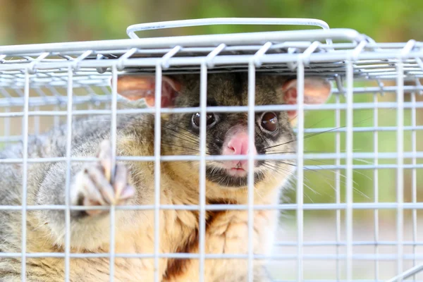 Possum Caught In a Trap — Stock Photo, Image