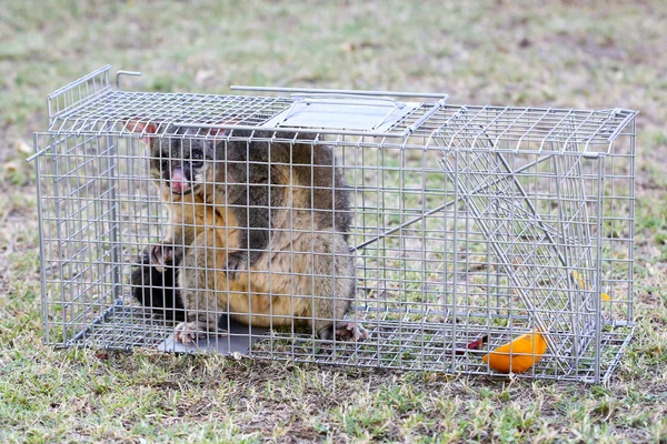 Possum Caught In a Trap — Stock Photo, Image