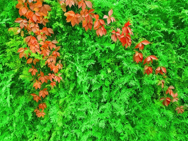 Hedge Red Flowers — Stock Photo, Image