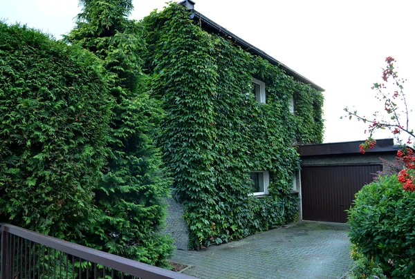 緑のツタで覆われて全体の家のファサード — ストック写真