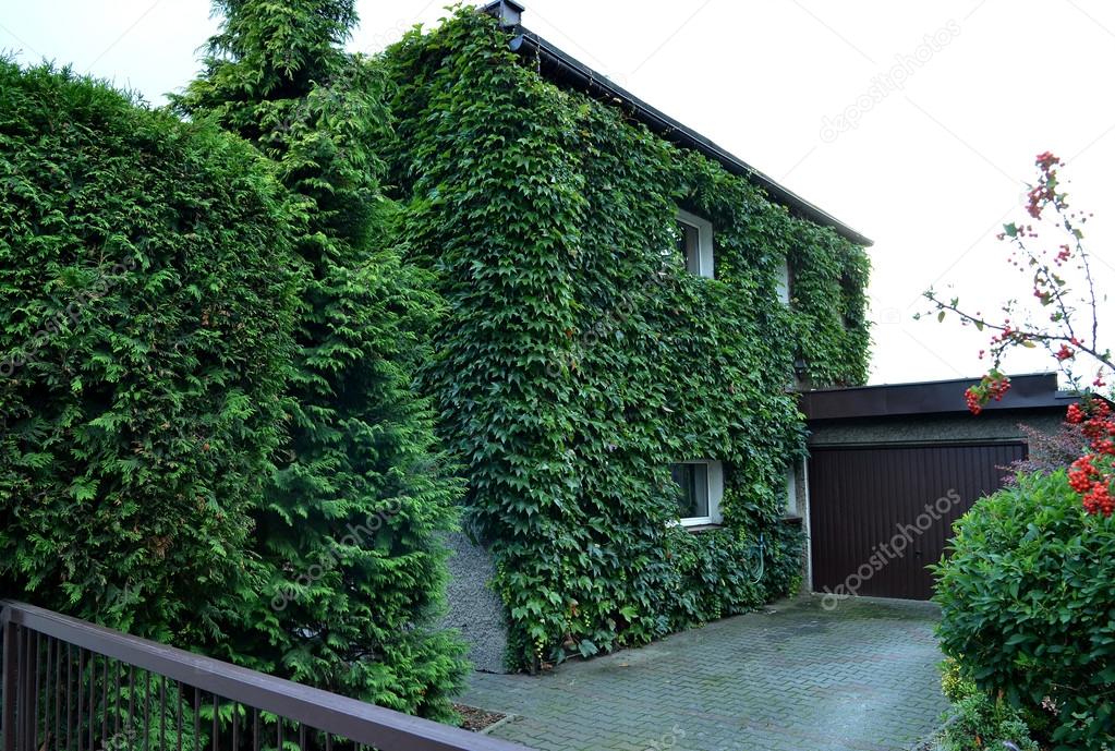 Whole home facade covered in green ivy