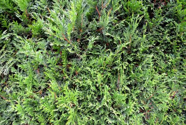 doğal taze arka plan, kozalaklı yeşil.