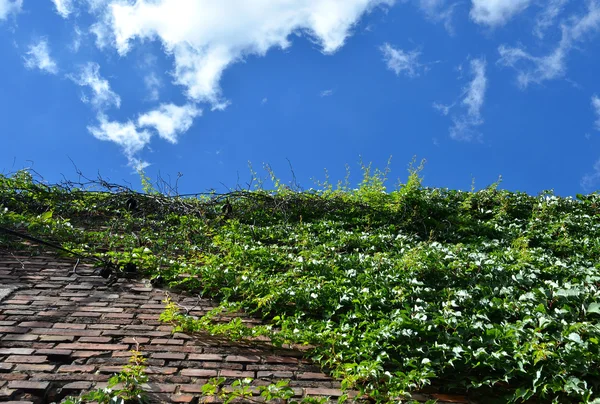 Wspinaczka zielony bluszcz na stary mur na zewnątrz przeciw błękitne niebo — Zdjęcie stockowe