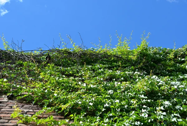 Climbing green ivy on an old brick wall outdoors against blue sky — Stock Photo, Image