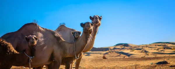 Camelos — Fotografia de Stock