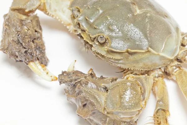 Close-up pictures a crab — Stock Photo, Image