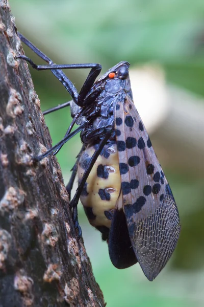 Een insect Rechtenvrije Stockfoto's