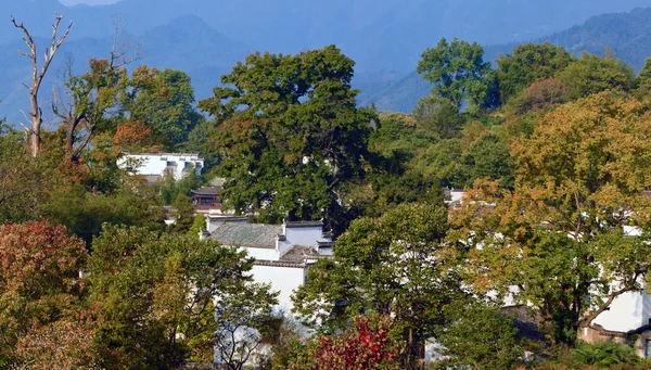 枫香树叶 图库照片