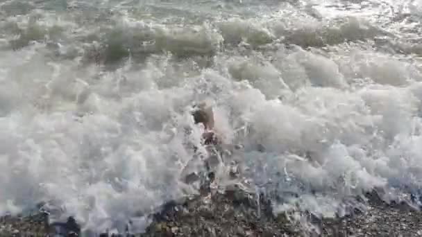 Niño divirtiéndose en olas en la playa — Vídeo de stock