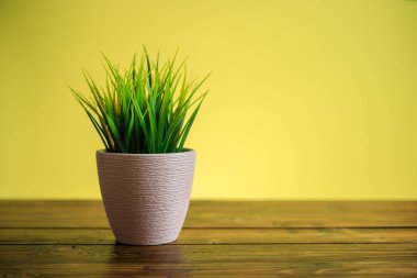 Pembe saksıda dekoratif ev bitkisi