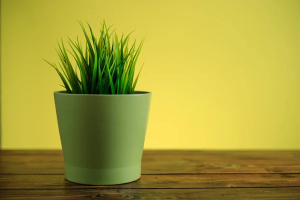 Plante d'intérieur décorative en pot de fleurs vert — Photo