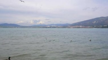 Baharda Karadeniz kıyısındaki kuşlar