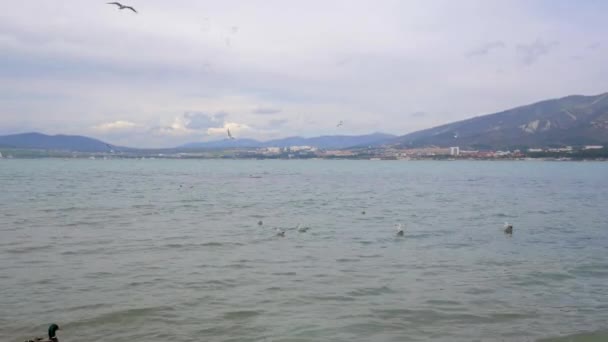 Oiseaux près de la côte de sable de la mer Noire au printemps — Video
