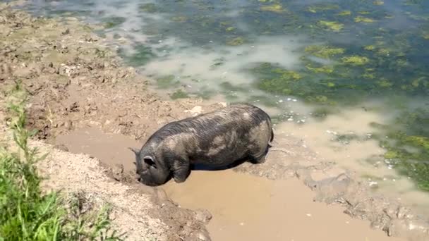 Pigs having bath in dirty water — Stock video