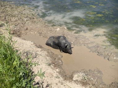 Domuzlar kirli suda banyo yapıyor. 