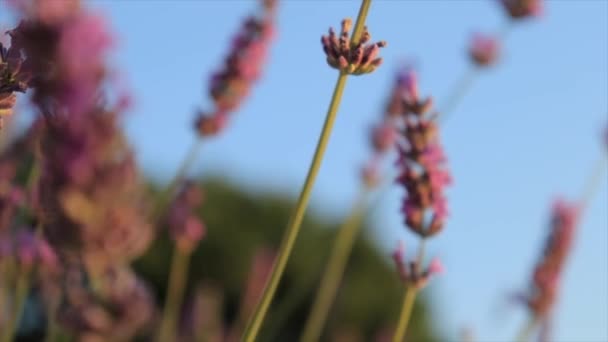 Close-up view on lavender flowers on blue sky background — Vídeo de Stock