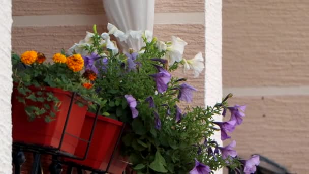 Γκρο πλαν άποψη για το λουλούδι μπαλκόνι στην πόλη — Αρχείο Βίντεο