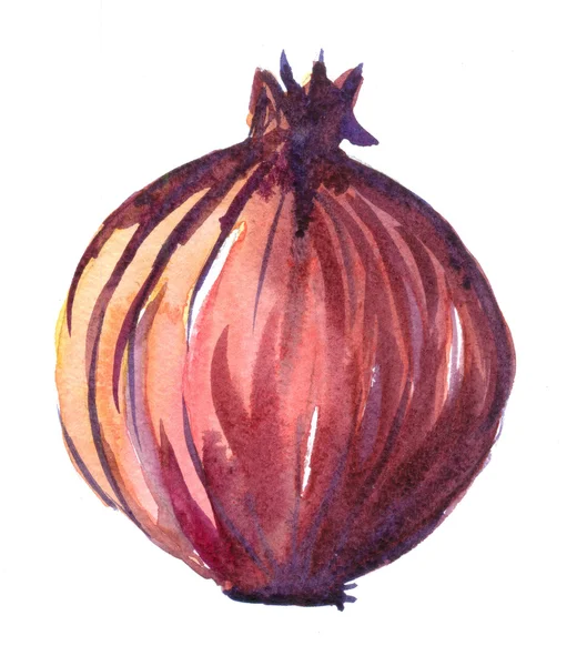 Onion.Hand wyciągnąć akwarela malarstwo na białym tle. — Zdjęcie stockowe