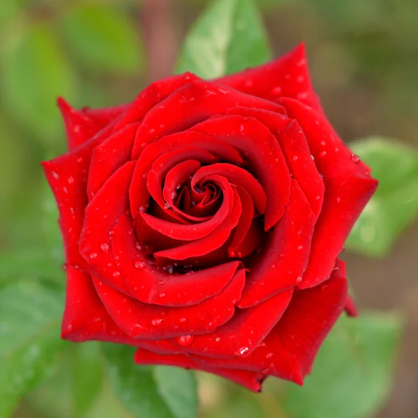 Rosa vermelha bonita com gotas de chuva. — Fotografia de Stock