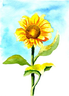 Ayçiçeği, suluboya.