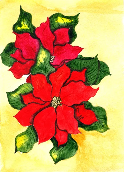 Poinsettia. Ręcznie rysowane akwarela malarstwo. — Zdjęcie stockowe